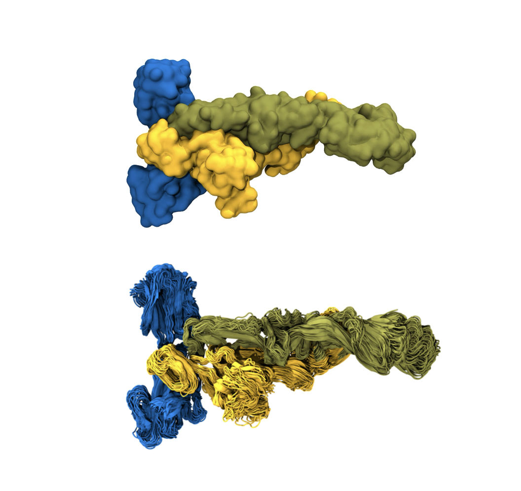 Chikungunya virus proteins